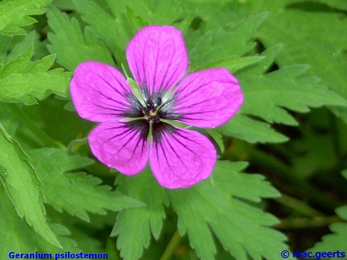 Geranium psilostemon